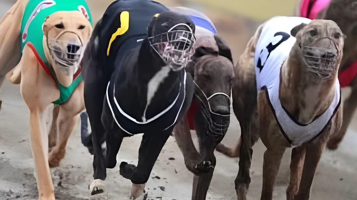 New Zealand takes unexpected step to end popular dog sport forever