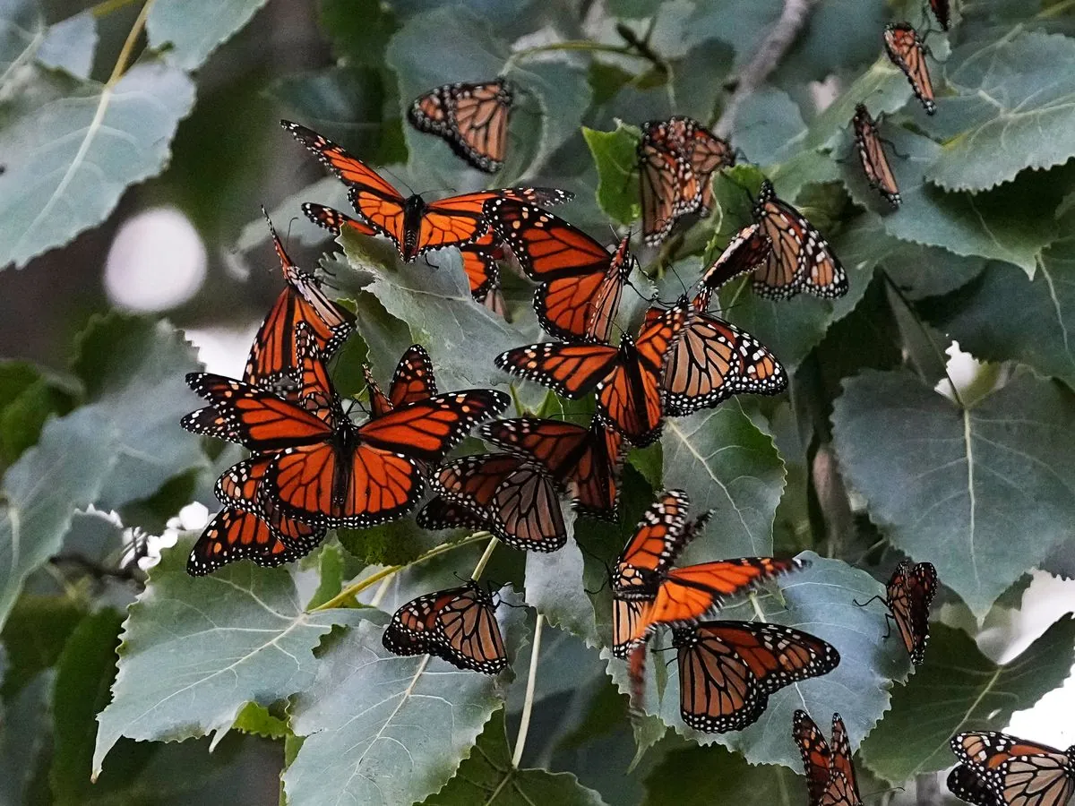 US wildlife officials finally take action to save disappearing monarch butterflies